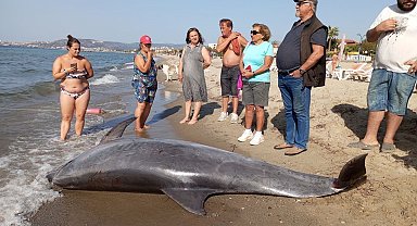 Kuşadası Körfezi'nde su yüzeyinde 'Afalina' türü yunus bulundu