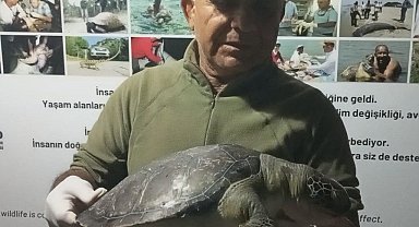 Kuşadası sahillerinde üç yeşil deniz kaplumbağası ölü bulundu