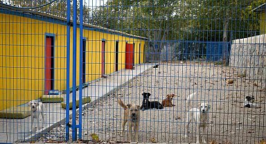 Kuşadası'nda 38 can dostu hayata tutundu