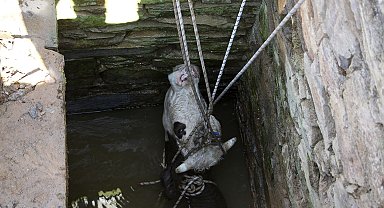 Kuyuya düşen ineği itfaiye ekipleri kurtardı