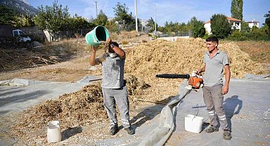 Lezzetiyle ünlenen Çandır fasulyesinde hasat zamanı