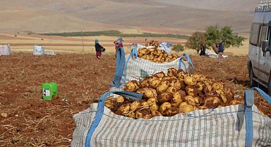 Malatya'da patates hasadı