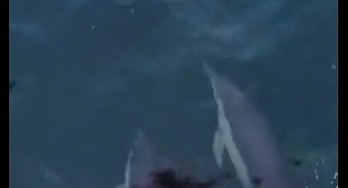 Maltepe sahilinde yunus balıkları görüldü