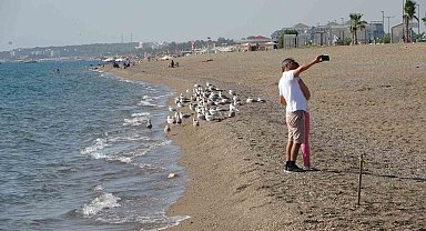 Manavgat sahilleri martı ve diğer deniz kuşlarıyla dolup taşmaya başladı