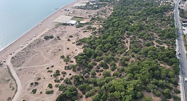 Manavgat'ta çam kese böceği kabusu: 600 çamı kuruttular