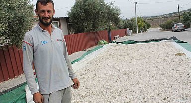 Manyas'ın coğrafi işaretli kazak fasulyesinde hasat başladı