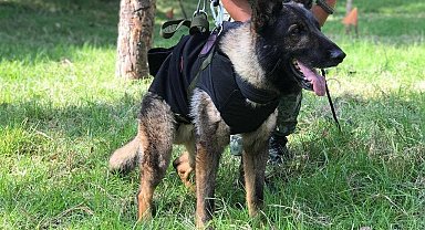 Meksika'nın arama kurtarma köpeği Proteo'nun ismi Çanakkale'de yaşayacak