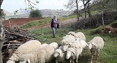 Merkezefendi'de küçükbaş hayvan ve yem desteği başvuru süresi uzatıldı