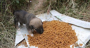 Merkezefendi'de Pet Kafe ve Mama Üretim Tesisi faaliyetleri sürdürüyor