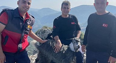 Mersin itfaiyesinden keçi kurtarma operasyonu