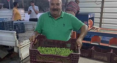 Mersin'de zeytin hırsızlığı çoğaldı, üreticiler bahçelerde nöbet tutuyor