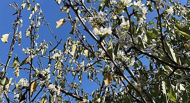 Mevsimleri şaşıran kiraz ağaçları çiçek açtı