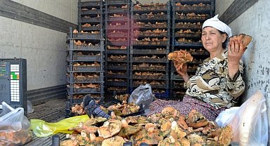 Milas'ta Çıntar mevsimi başladı, kilosu 150 TL'den satılıyor