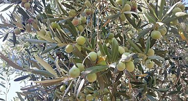 Minik öğrenciler, depremzedelere göndermek için zeytin topladı