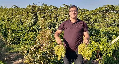 Modern tarım ile 17 ayda tonlarca üzüm elde etti