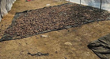 Motosikleti sazlığa sakladılar, suçüstü yakalandılar