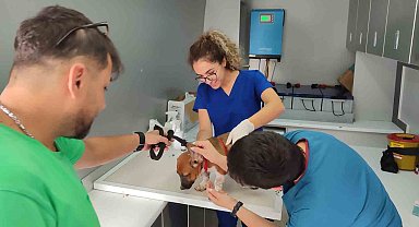 Muğla'da 62 bin 63 evcil hayvana mikroçip takıldı