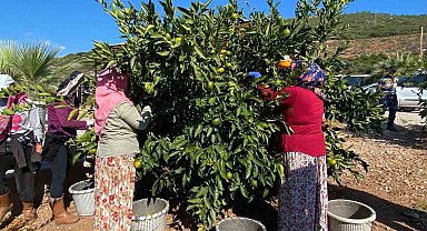 Muğla'da narenciye bahçelerinde hasat dönemi başladı