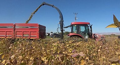 Muş'ta 15 bin dekar alana ekilen silajlık soyanın hasadı yapıldı