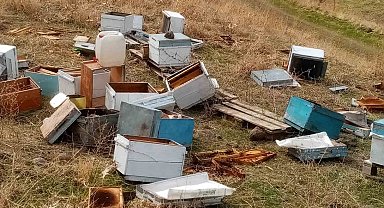 Muş'ta aç kalan ayılar arı kovanları parçaladı