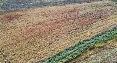 Nallıhan 'da çeltik hasadı başladı