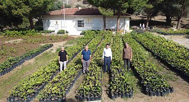 Nazilli Belediyesi, binlerce fidanı kendi üretiyor