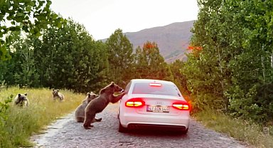 Nemrut'taki ayılar bu kez de araçların yolunu kesti