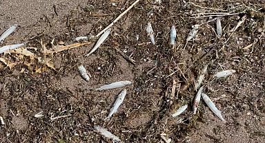 Nereden geldiği bilinmiyor: İsrail sazanları karaya vurdu