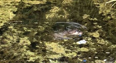 Nesli tükenme tehdidine yakın olan su samuru Gölcük'te görüntülendi