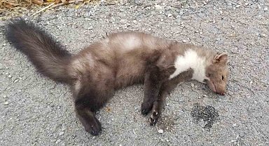 Nesli tükenmek üzere olan alaca sansar telef oldu