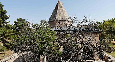 Nevşehir'de 700 yaşındaki dut ağacı, zamana meydan okuyor