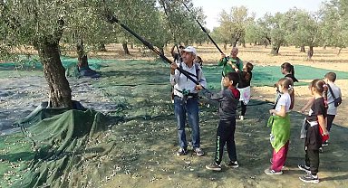 Öğrenciler zeytin hasadı yapıp, zeytinin yağa dönüşme serüvenine tanıklık ettiler