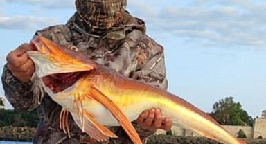 Olta ile 5 kiloluk kırlangıç balığı yakaladı