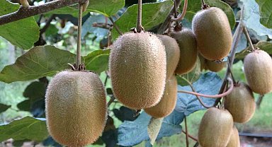 Ordu kivisinin fiyatı belirlendi: 90 gram üstü 20 TL