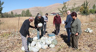 Organik Bayburt bal kabağı tarladan tezgaha tezgahtan sofraya ulaşıyor