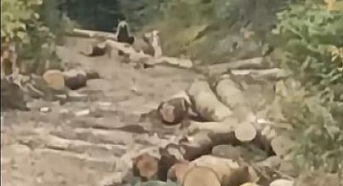 Orman kesim alanına gelen ayı, işçileri korkuttu