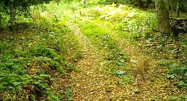 Ormanın hayaleti Düzce'de fotokapana takıldı