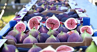 Osmangazi'de siyah incirler yarıştı