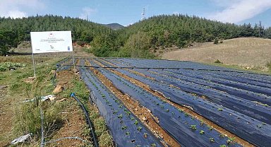 Osmaniye'de 2,5 dönüm alana devlet desteğiyle çilek bahçesi kurdu