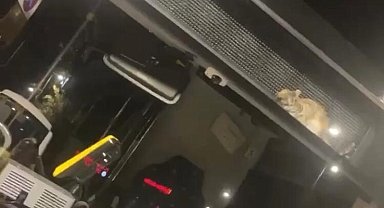 Otobüsün gösterge panelinde mahsur kalan kedi kamerada: Şoförler ve yolcular seferber oldu