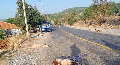 Otomobil sürüye daldı, 4 keçi telef oldu