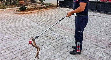 Otomobile giren 1 metre uzunluğundaki yılanı itfaiye çıkardı