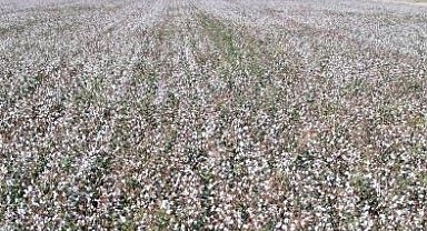 Pamuk tarlasına gizlenmiş 25 düzensiz göçmen yakalandı