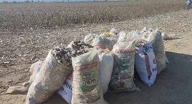 Pamuk tarlasındaki hırsızlığa jandarma suçüstü yaptı