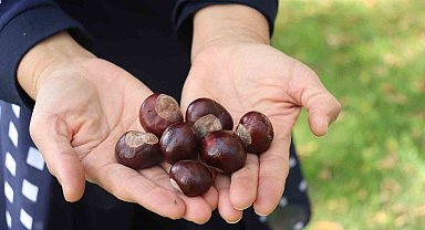 Parklarda bolca bulunmaya başlanan at kestanelerine dikkat