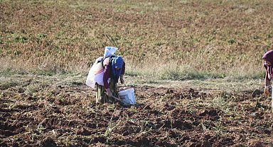 Patates hasadı sona erdi, vatandaşlar tarlaya akın etti
