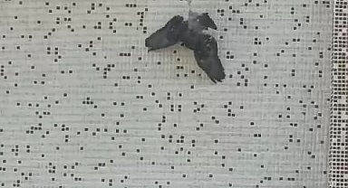 Pencerede ipe asılı kalan güvercini itfaiye kurtardı