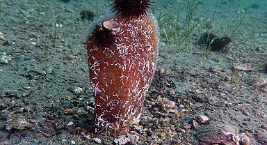 Prof Dr. Mustafa Sarı: "Pinalar Marmara, Marmara pinalar için umut"