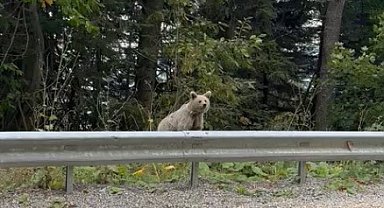 "Gel oğlum gel" diye seslendiği ayı, kulakları dikerek poz verdi
