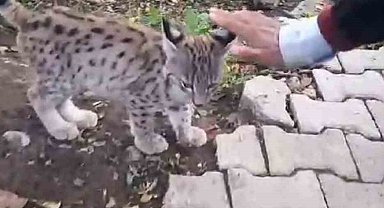 "Kedi değil Aslan gibi"